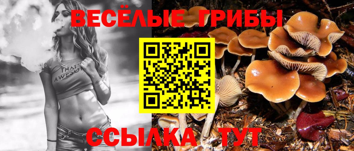 Псилоцибиновые грибы мицелий Кимовск